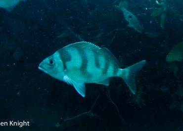 The Mystery Fish – Unidentified Species in Kapiti