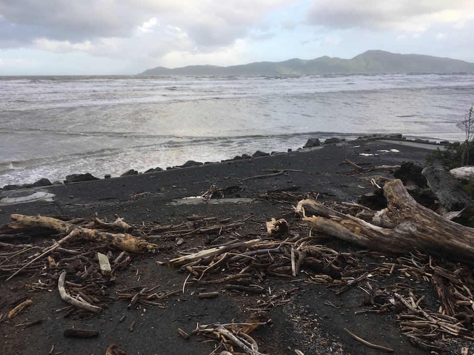 Kapiti Sea ofter Gita