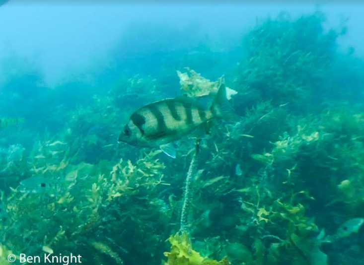 The Mystery Fish - Whats On Kapiti