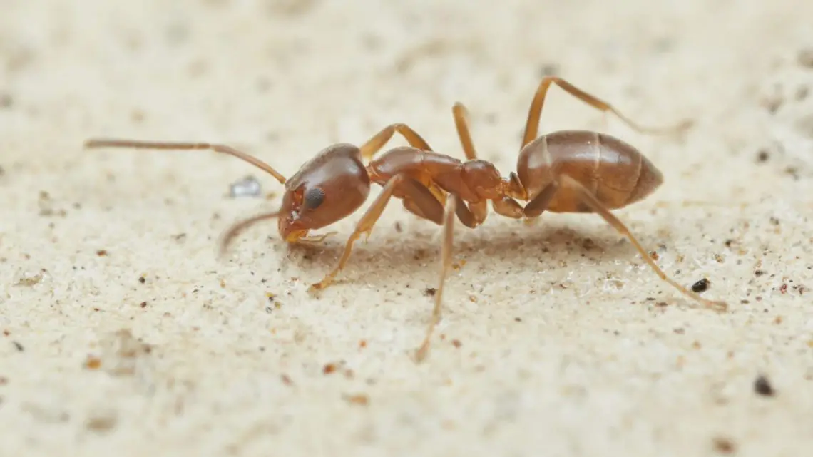 Argentine Ants – A Threat to Kapiti Island